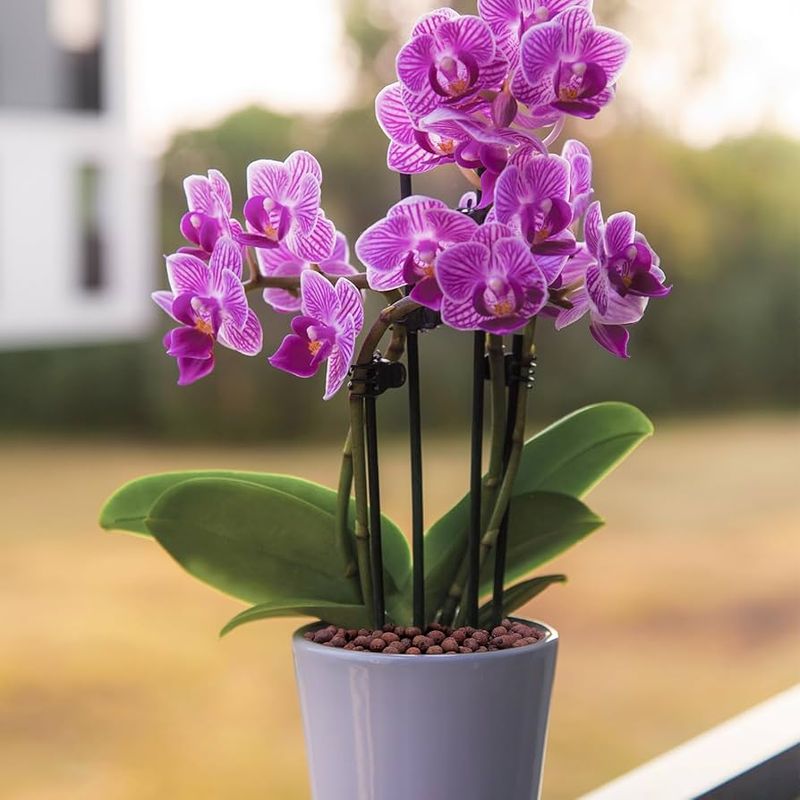 Orchid And Semi-Hydro Mix