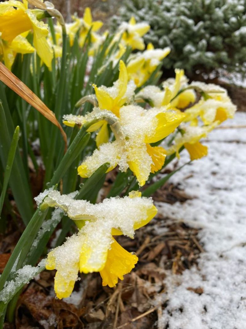 Snow Usually Protects Rather Than Harms Emerging Daffodils