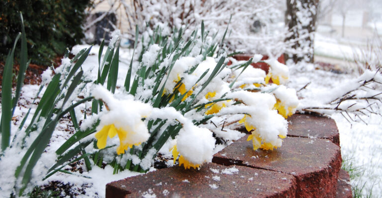 daffodils under snow