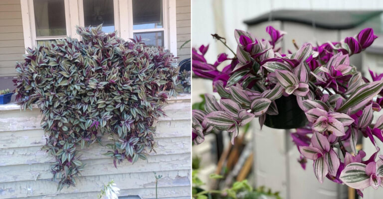 wandering jew