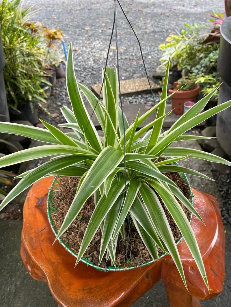 Give Them Bright, Indirect Light