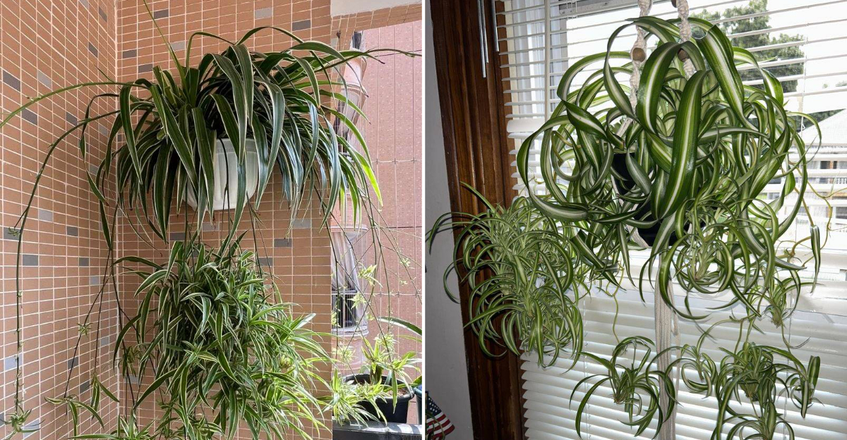 big spider plants
