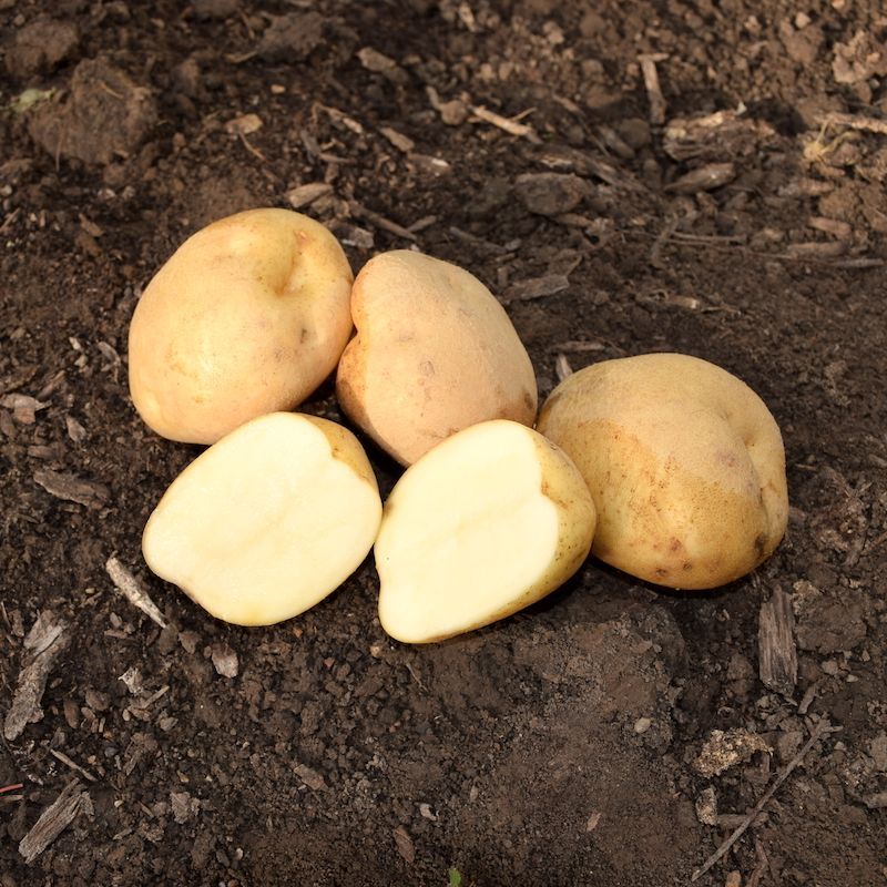 Choose Certified Seed Potatoes