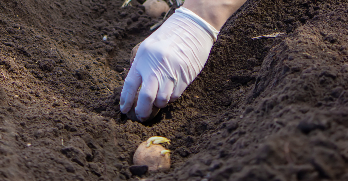 planting potatoes
