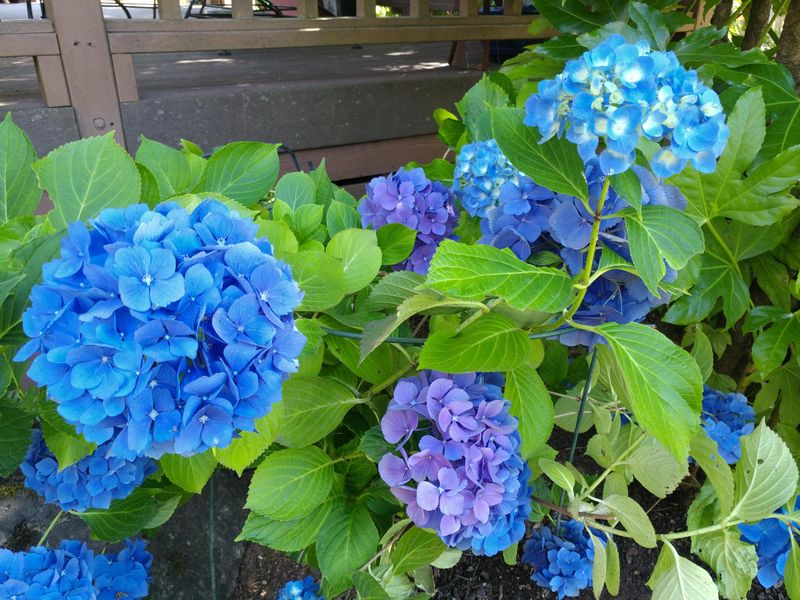 Why Blue Hydrangeas Are Common In Oregon
