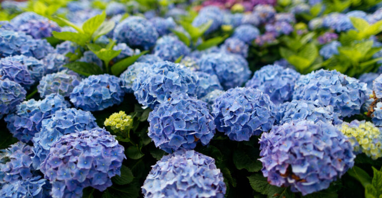 blue hydrangea