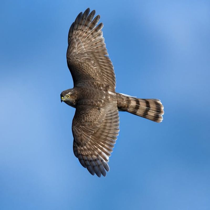 Seasonal Migration Brings More Hawks Through The Area