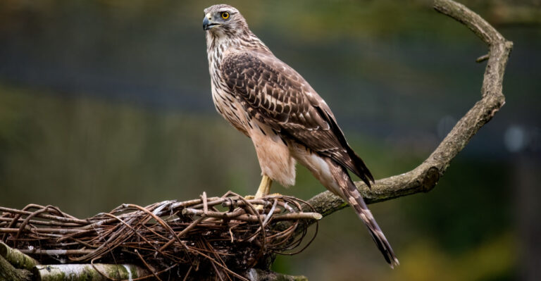 hawk on branch