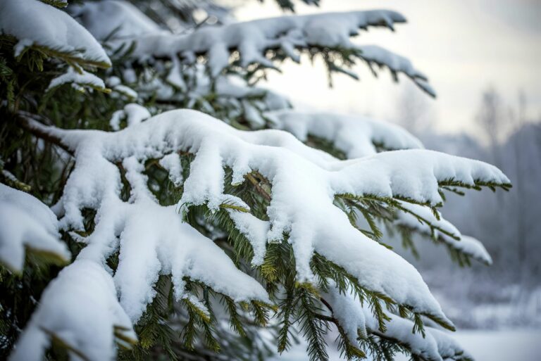 snow on branches