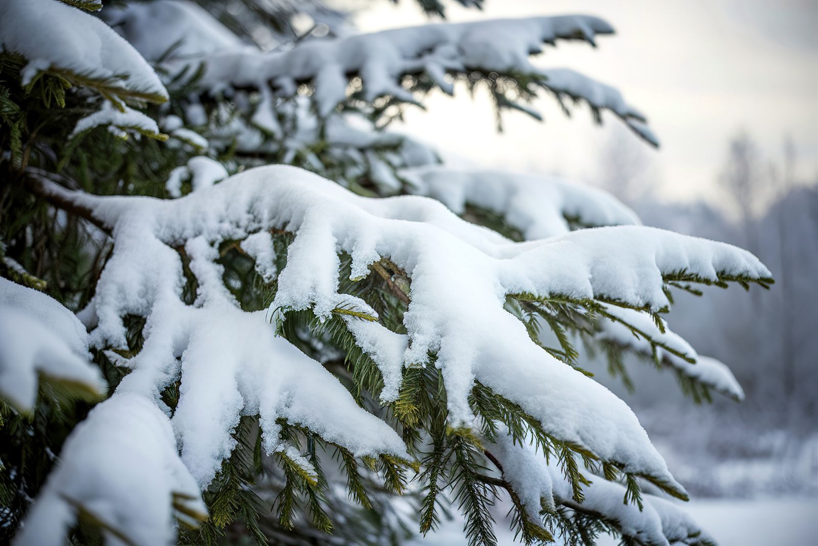 snow on branches