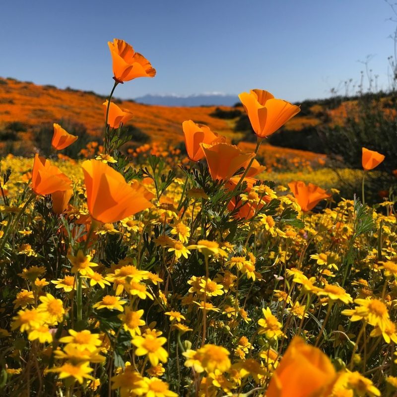 Built For California's Climate