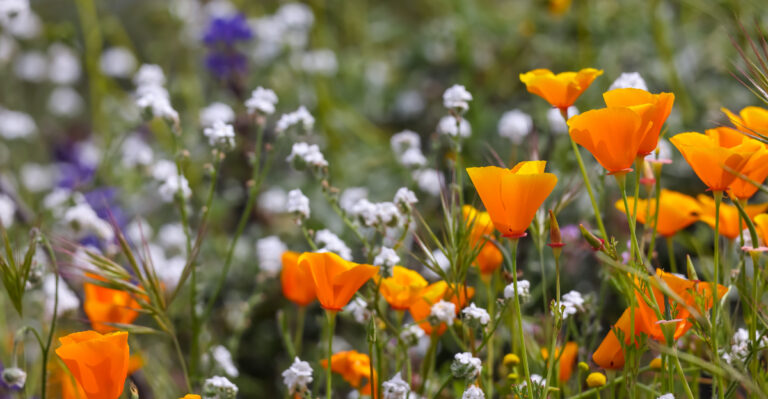 california wildflowers