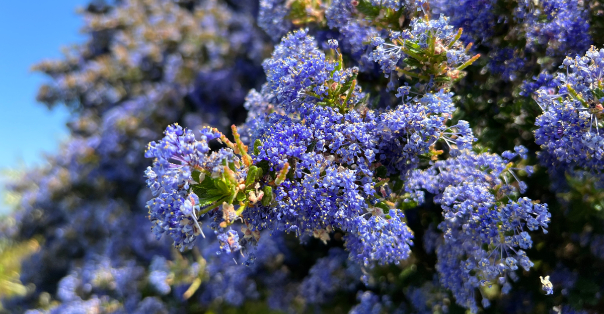 california lilac