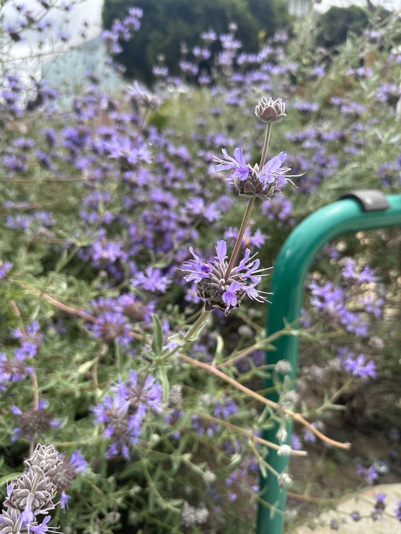 Why Sage Thrives In California's Climate