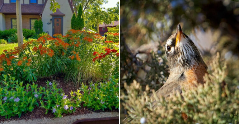 native agrden and songbirds