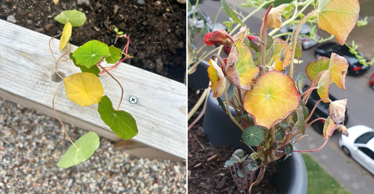 yellow nasturtiums