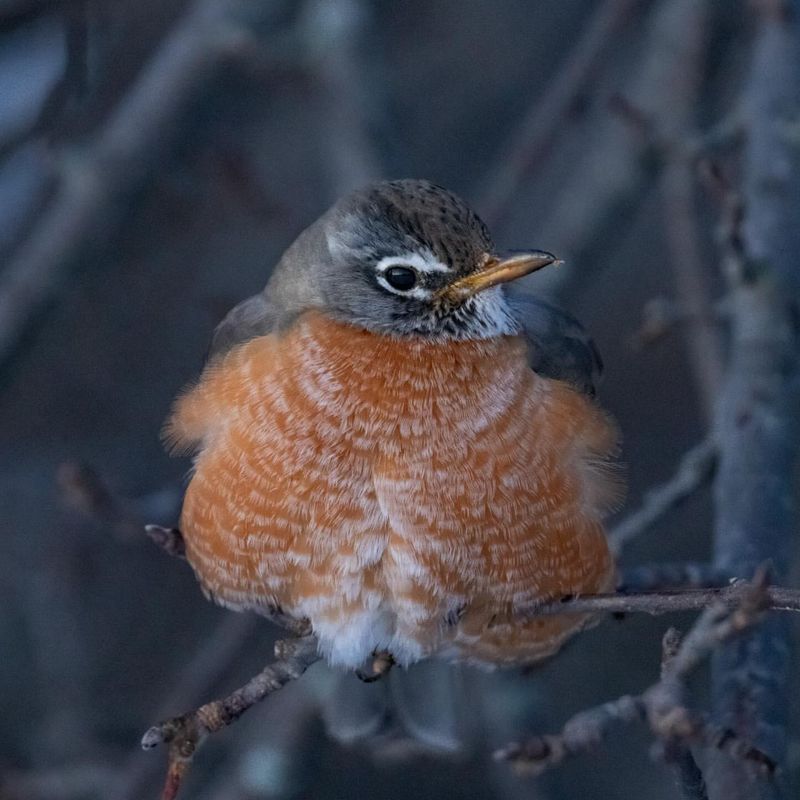 Mild Winters Allow Some Robins To Stay Year Round