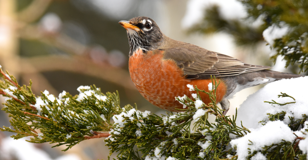 american robin in tree