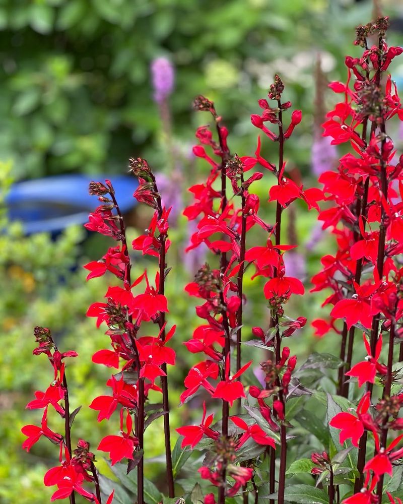 Cardinal Flower Tolerates Part Shade And Moist Soil