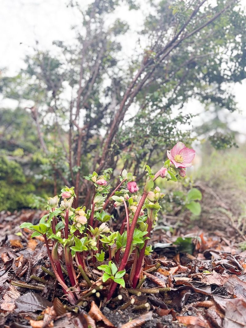 Hellebore Buds Hide Beneath Winter Foliage