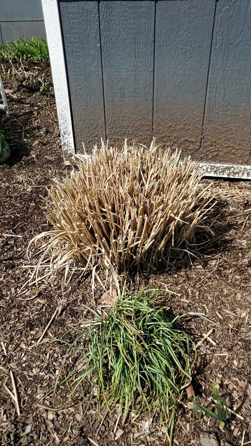 Ornamental Grasses Are Ready For A Full Reset