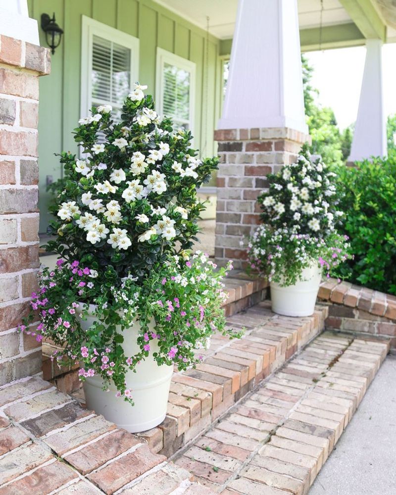 Gardenias Bring Elegant Beauty And Sweet Fragrance