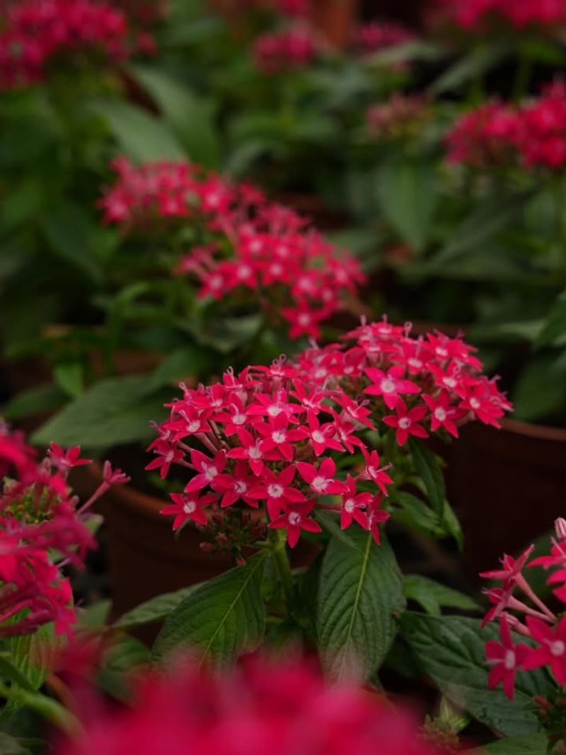 Pentas Bloom Bright All Season