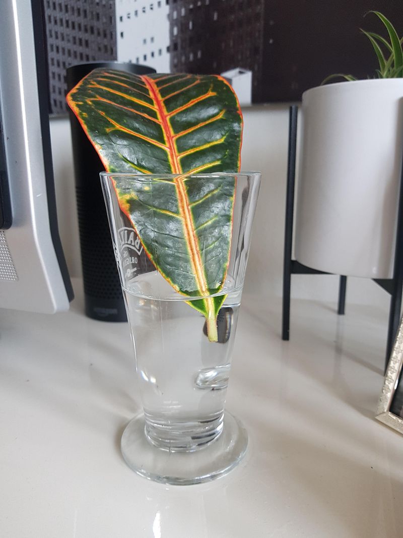 Croton Multiplies Bright Fiery Foliage