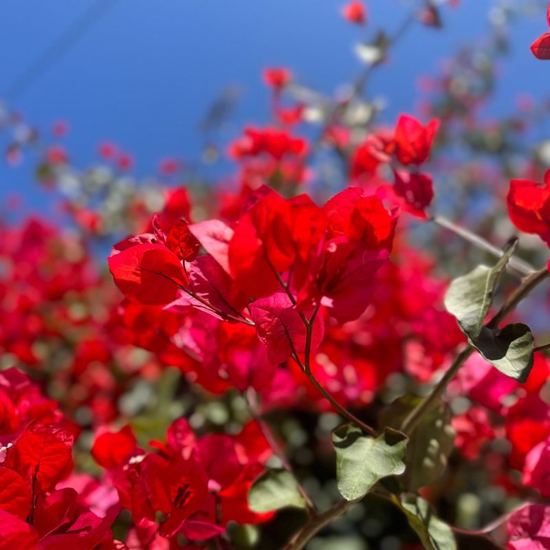 Bougainvillea Starts Strong