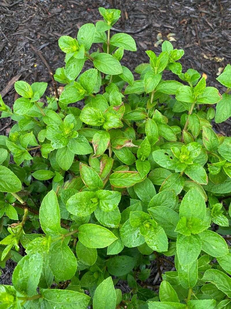 Early Pruning Steals Flowers