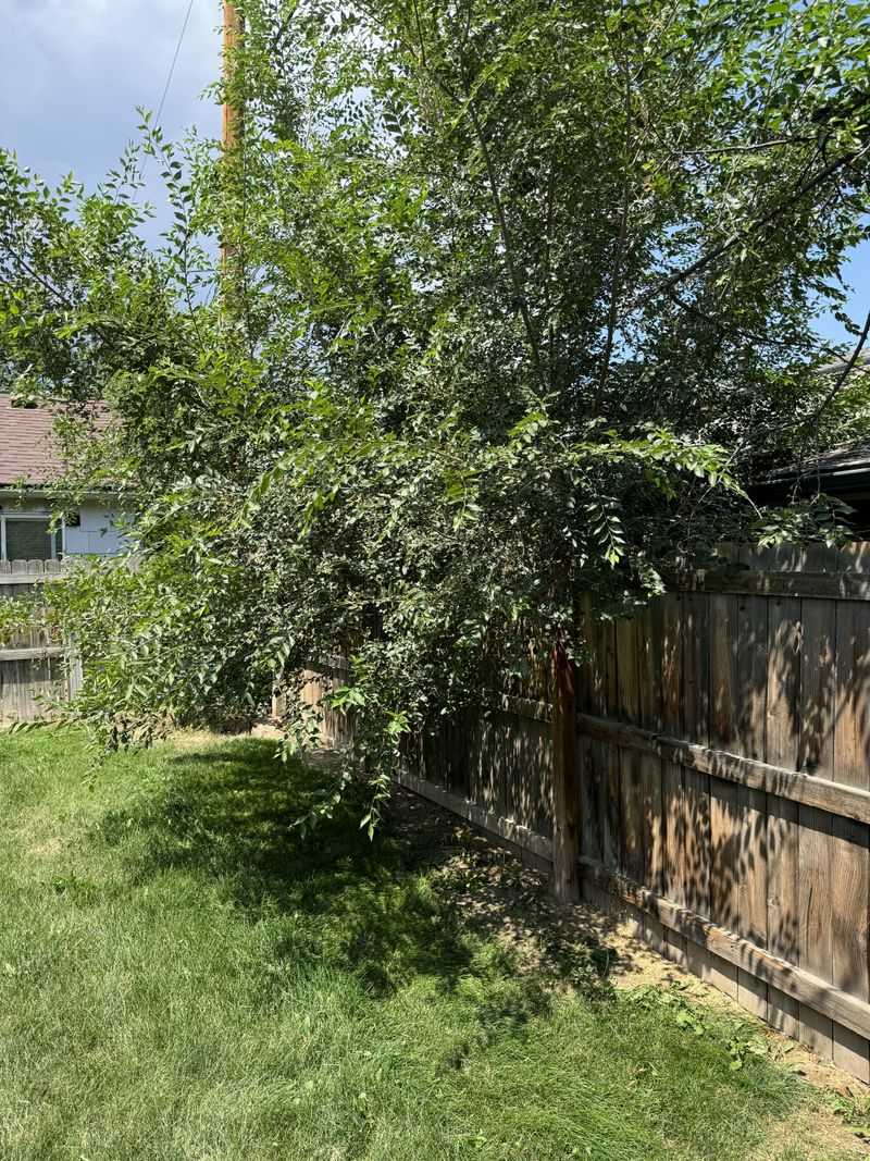 You Can Trim Over Property Lines