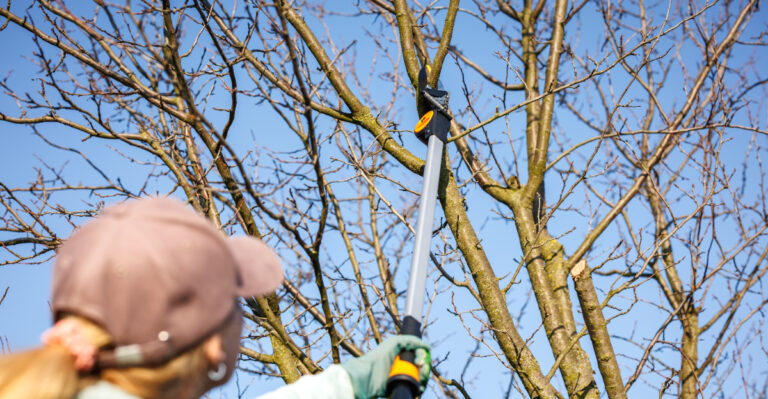 trimming tree branches