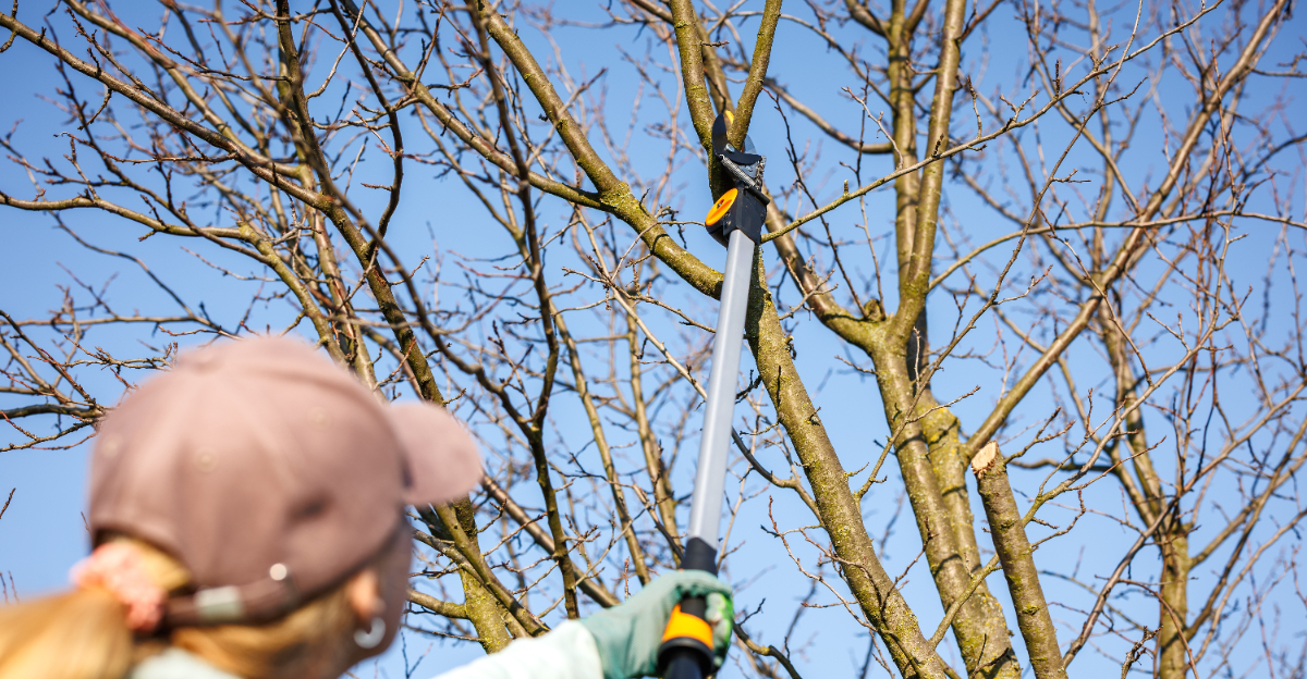 trimming tree branches