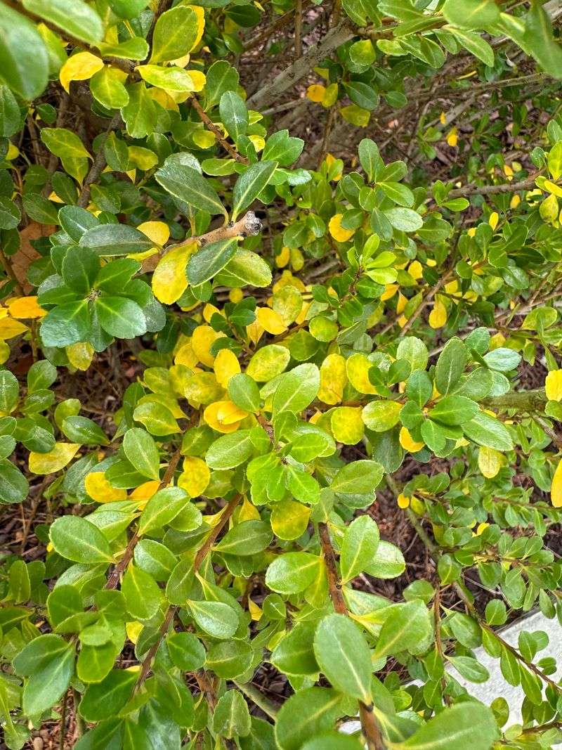 Poorly Adapted Hollies Lose Their Appeal Over Time