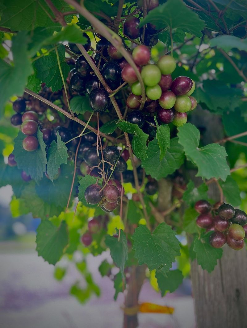Muscadine Grapes Thrive In North Carolina Heat