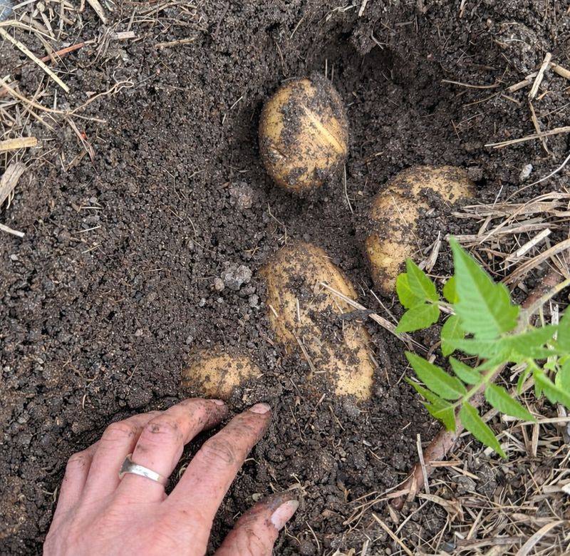 Keep Soil Consistently Moist But Never Waterlogged