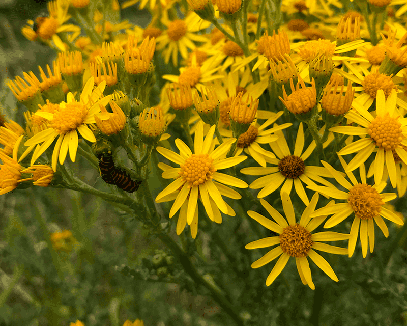 Tansy Ragwort (Jacobaea vulgaris)