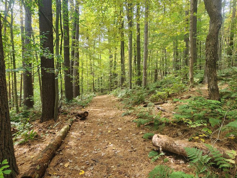 Mohican State Park Offers Stunning Woodland Bloom Walks