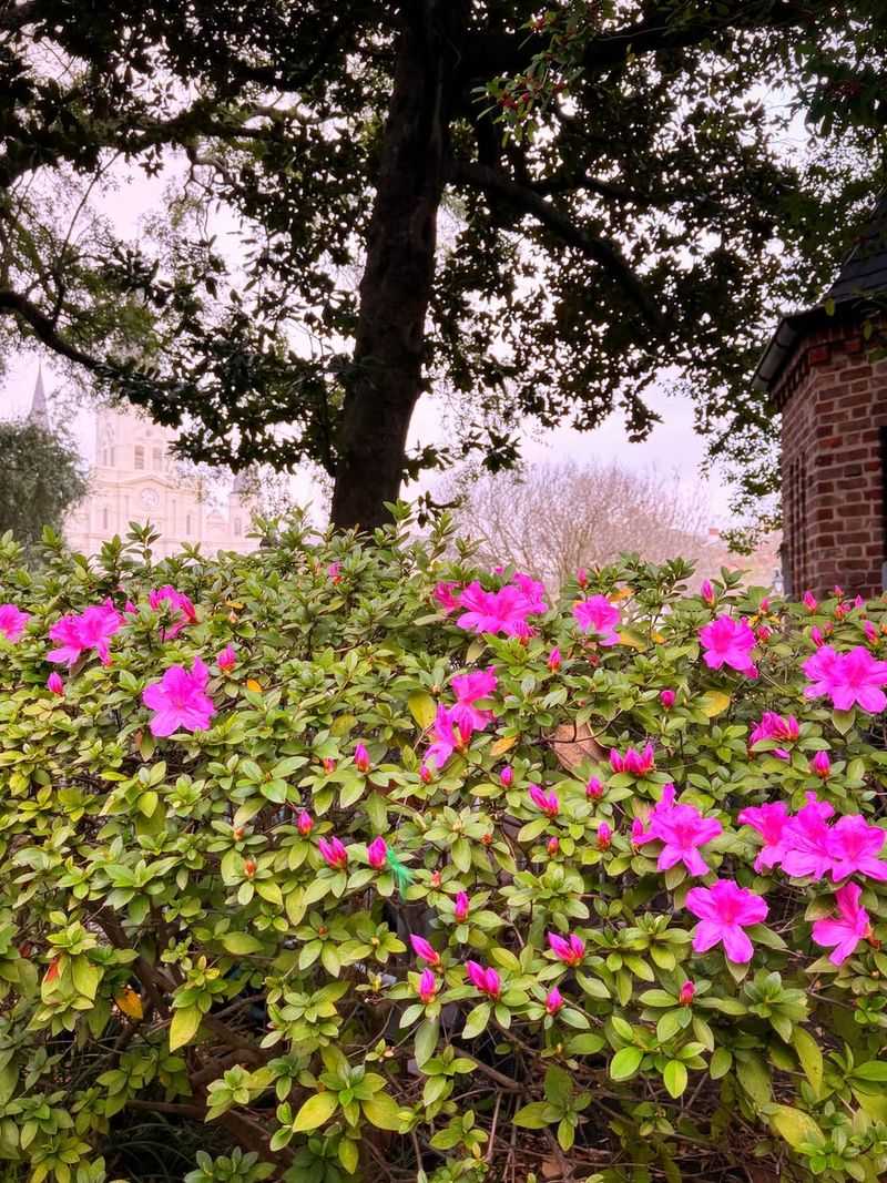 Watch For Lace Bugs And Leaf Spot So New Growth Stays Clean