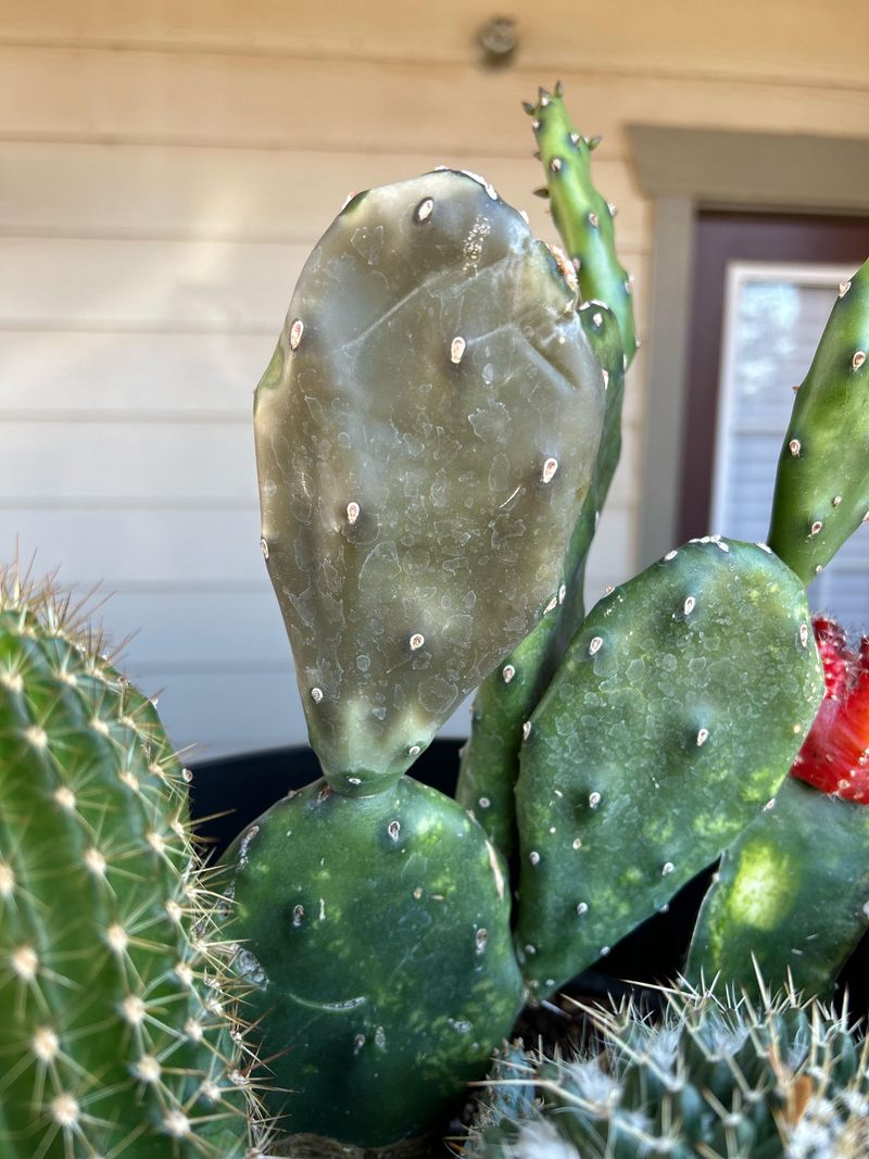 Inspect For Cold Damage And Soft Spots