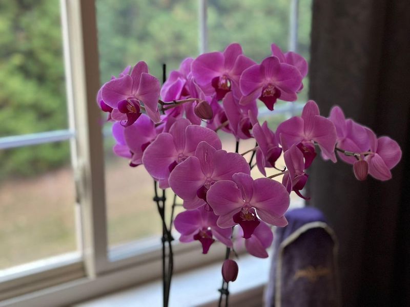 Gradual Spring Light Changes Prevent Leaf Stress