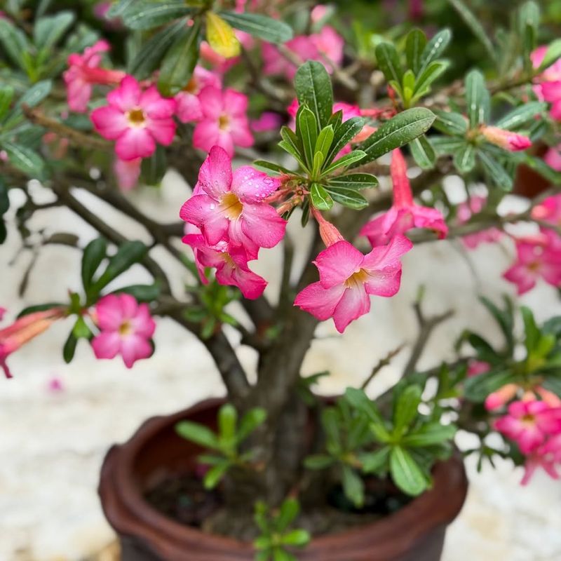 Grows Slowly And Keeps A Strong Shape Desert Rose