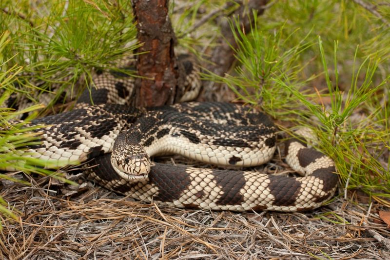 Seasonal Activity Patterns