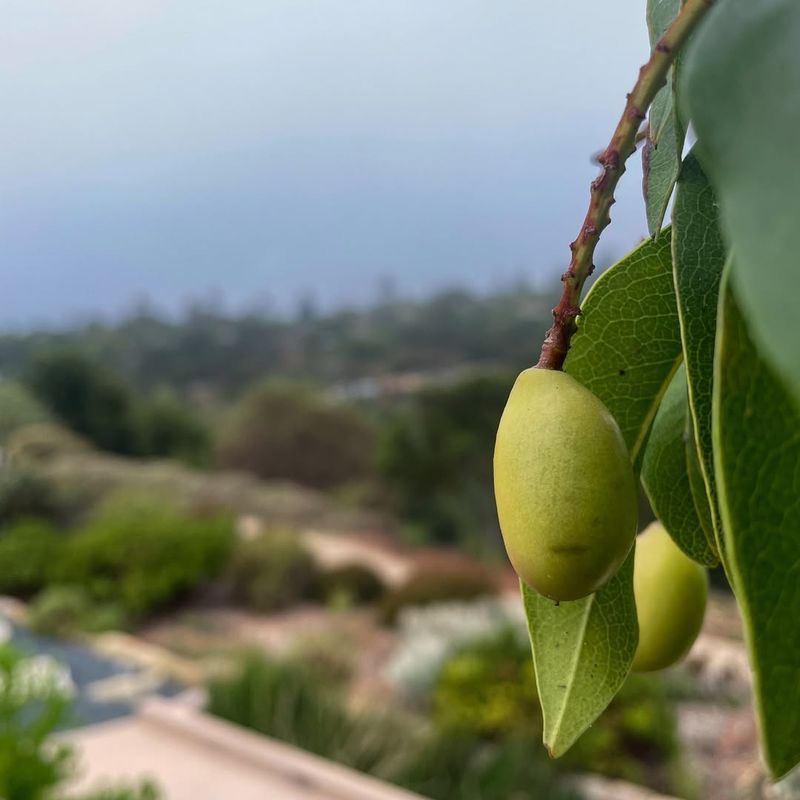 Catalina cherry (Prunus ilicifolia ssp. lyonii)