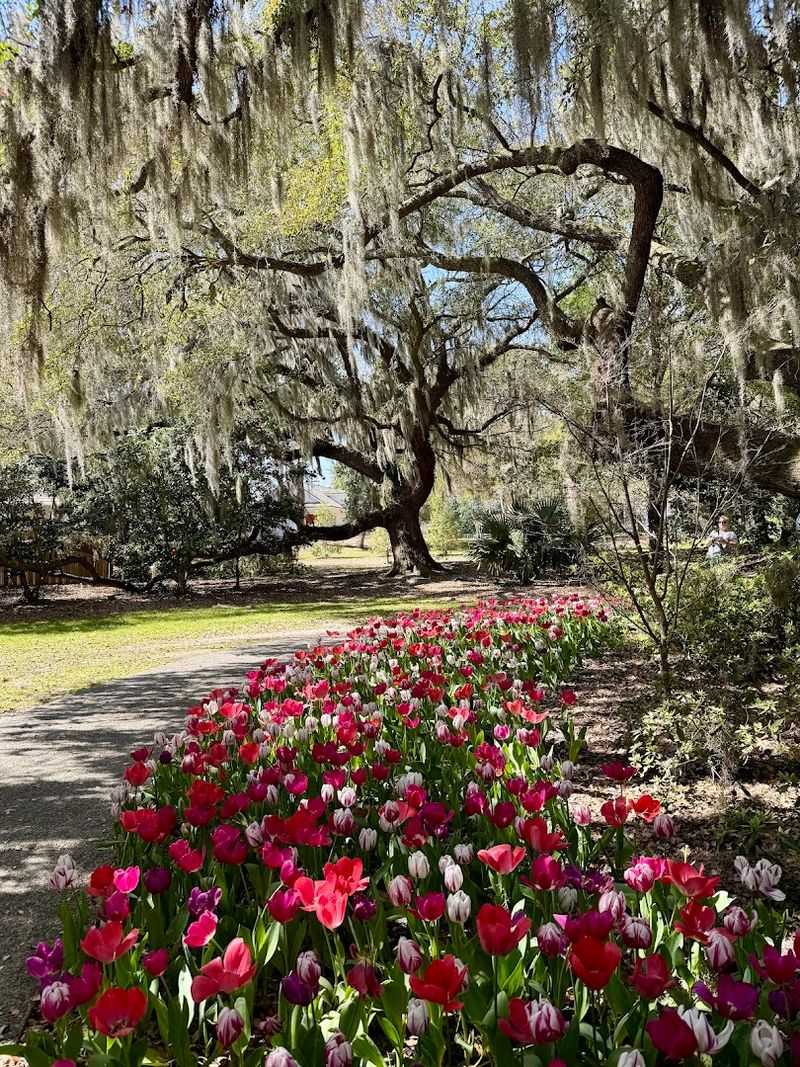 Beautiful Seasonal Blooms Including Thousands Of Azaleas