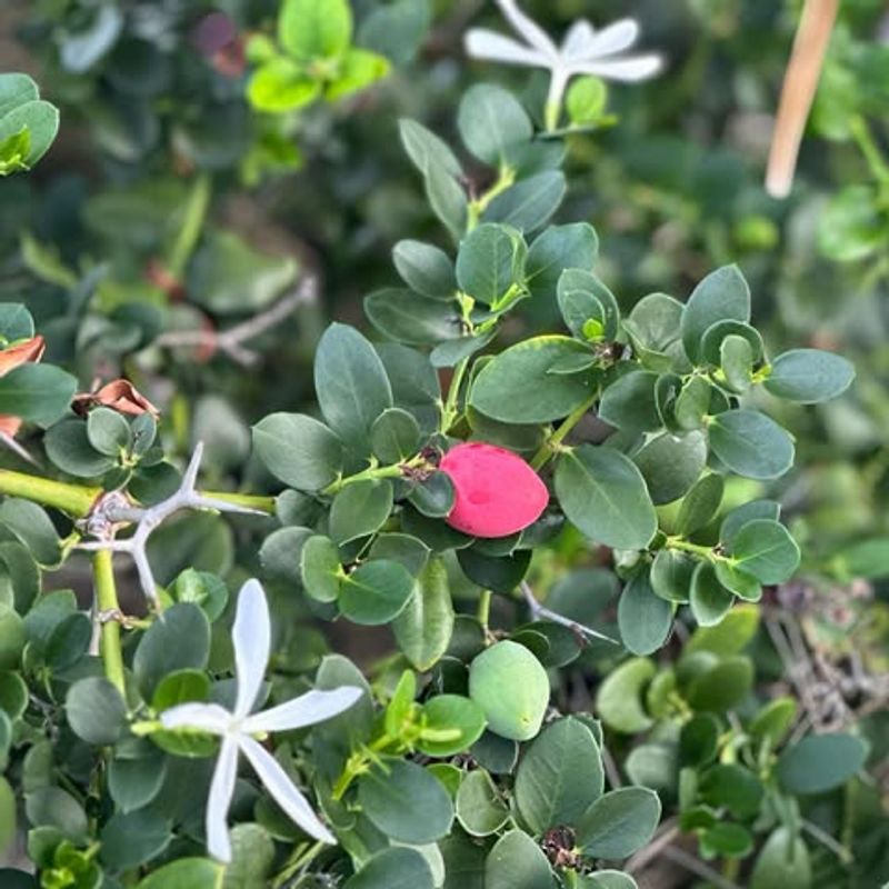 Natal Plum Keeps Glossy Leaves And Bright Red Fruit On Display