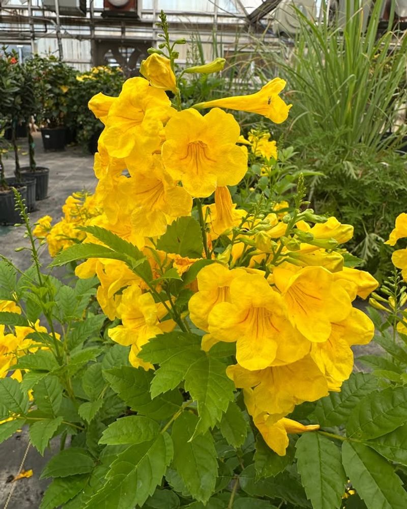 Yellow Bells Keep Blooming Through Brutal Summer