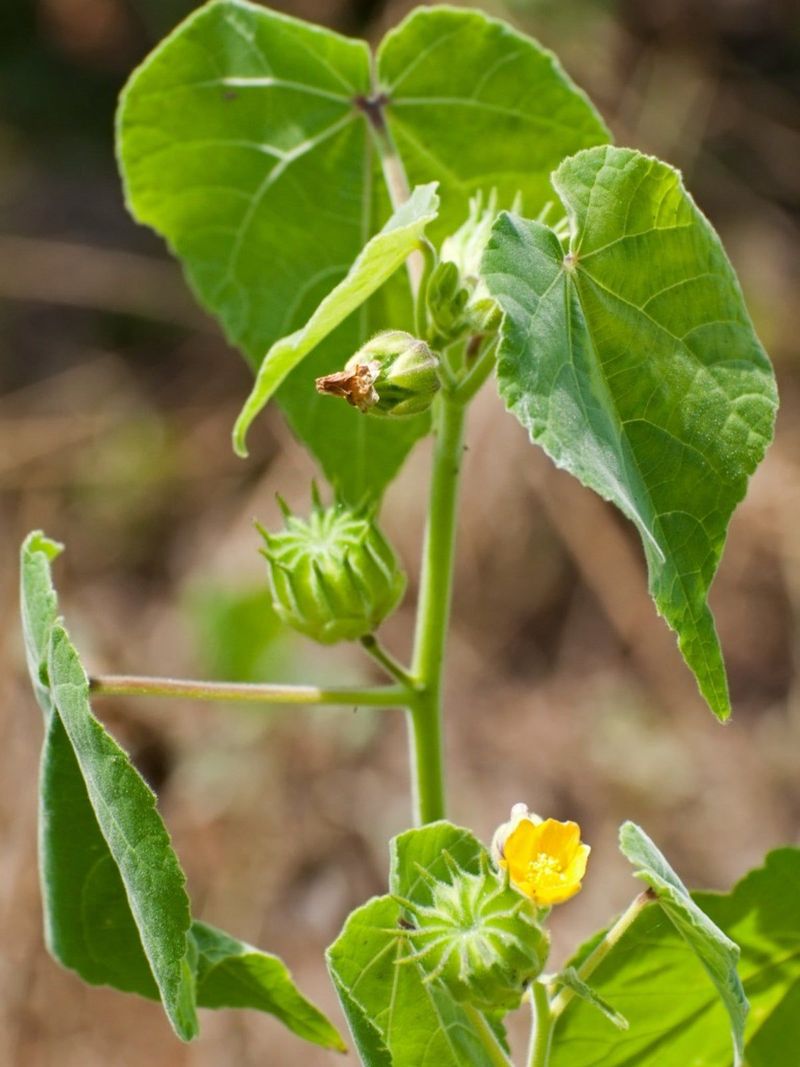 Velvetleaf (Abutilon Theophrasti)