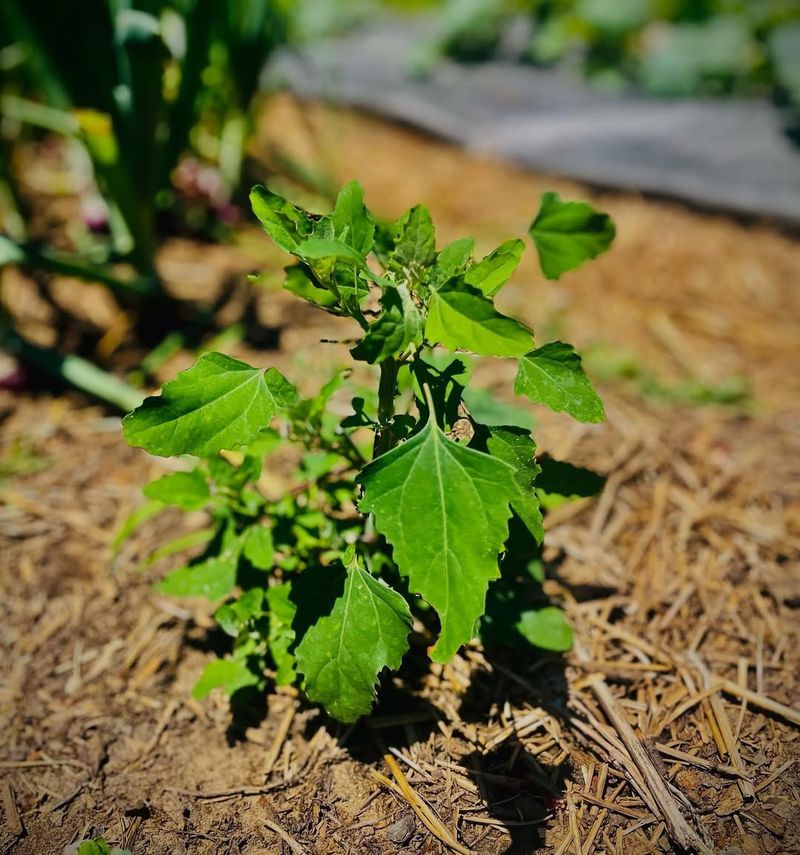 Lambsquarters