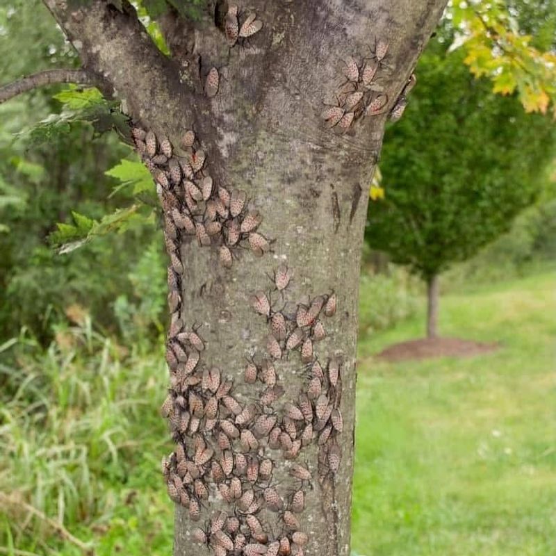 Plant Damage Symptoms Help Identify Infestations Early